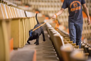 The dogs being trained at the College of Veterinary Medicine at Auburn University must have "high hunt," meaning their noses are always stimulating them to investigate. The dogs, all Labrador Retrievers, need to be attentive and able to work in any environment. Here, they are being tested in the lab and in the field.